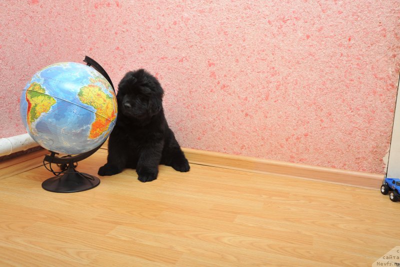 Фото: ньюфаундленд Azaliya Ditya T'myi (Азалия Дитя Тьмы)