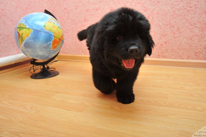 Фото: ньюфаундленд Azaliya Ditya T'myi (Азалия Дитя Тьмы)