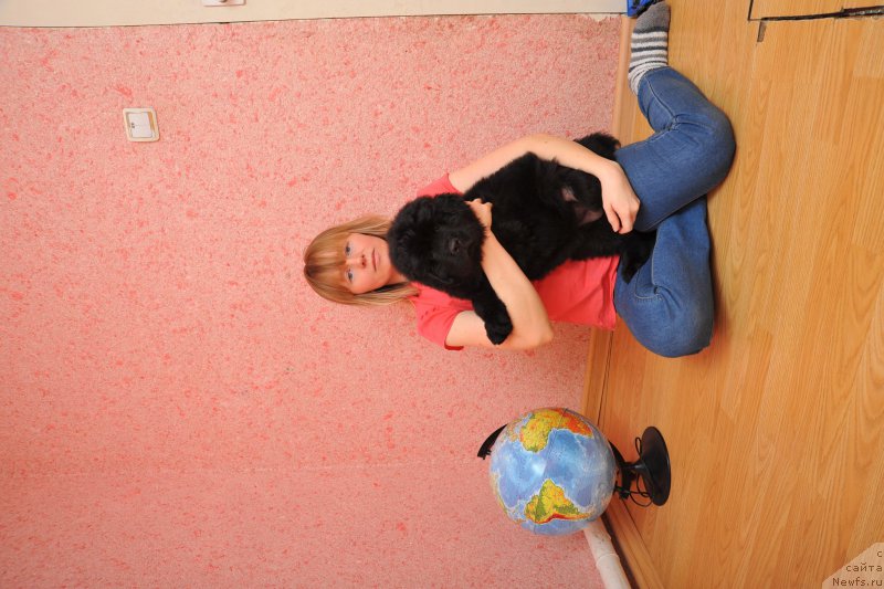 Фото: ньюфаундленд Azaliya Ditya T'myi (Азалия Дитя Тьмы)