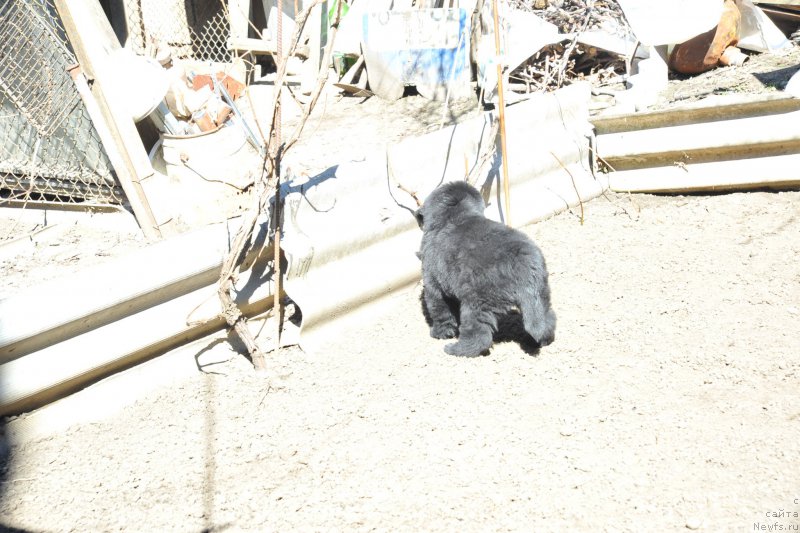 Фото: ньюфаундленд Azaliya Ditya T'myi (Азалия Дитя Тьмы)