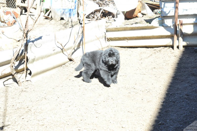 Фото: ньюфаундленд Azaliya Ditya T'myi (Азалия Дитя Тьмы)