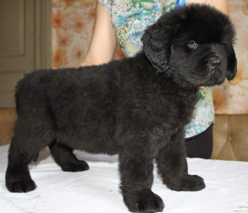 Фото: ньюфаундленд Imedj of Greytnes (Имедж оф Грейтнес)