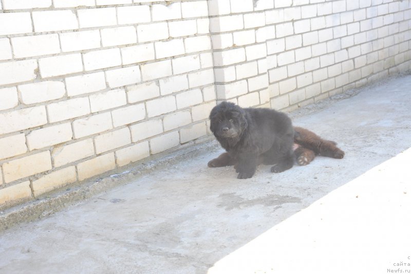 Фото: ньюфаундленд Azaliya Ditya T'myi (Азалия Дитя Тьмы)