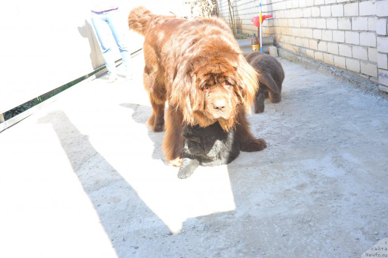 Фото: ньюфаундленд Hohotushka s Berega Dona (Хохотушка с Берега Дона), ньюфаундленд Azaliya Ditya T'myi (Азалия Дитя Тьмы)