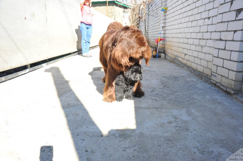 Фото: ньюфаундленд Hohotushka s Berega Dona (Хохотушка с Берега Дона), ньюфаундленд Azaliya Ditya T'myi (Азалия Дитя Тьмы)