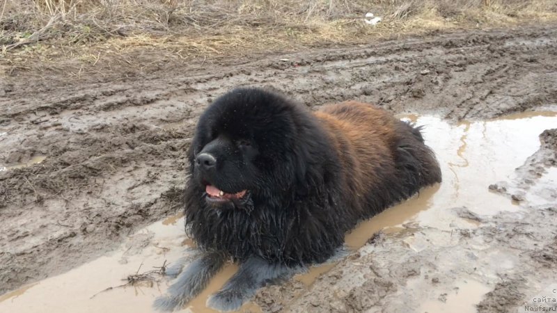 Фото: ньюфаундленд Sirius Bol'shoy Pes (Сириус Большой Пес)