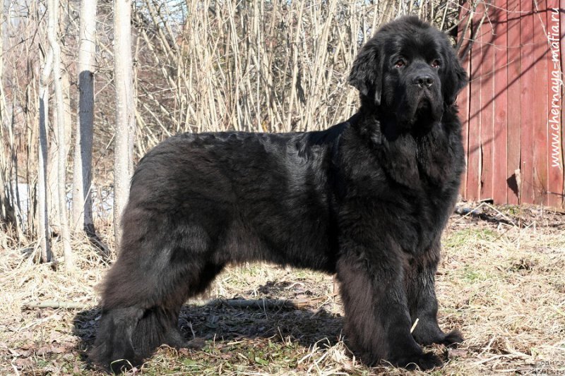 Фотография № 223191