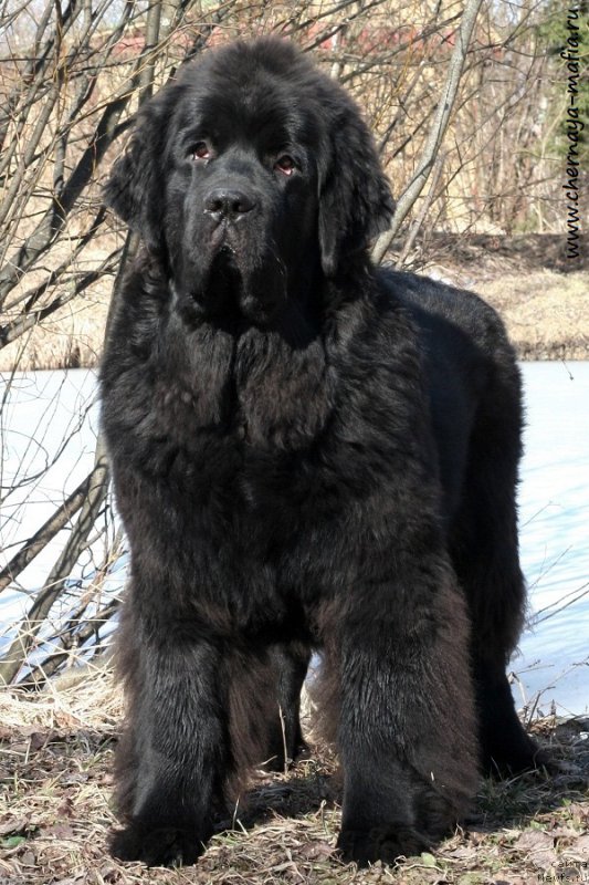 Фотография № 223192