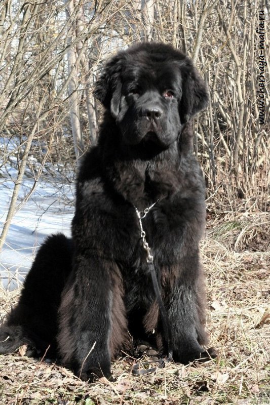 Фотография № 223193