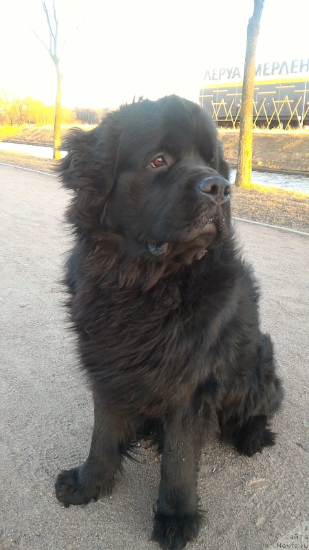 Фото: ньюфаундленд Belkonder-Club Burgundy Ice (Белкондер-Клаб Бургунди Айс)