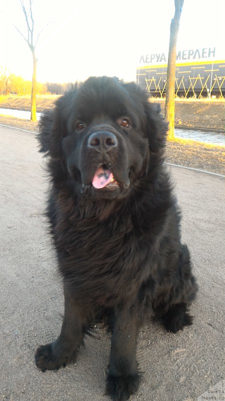 Фото: ньюфаундленд Belkonder-Club Burgundy Ice (Белкондер-Клаб Бургунди Айс)