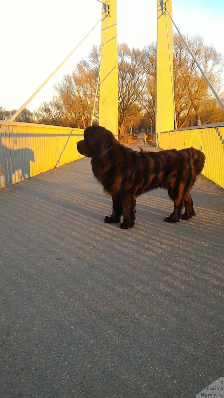 Фото: ньюфаундленд Belkonder-Club Burgundy Ice (Белкондер-Клаб Бургунди Айс)