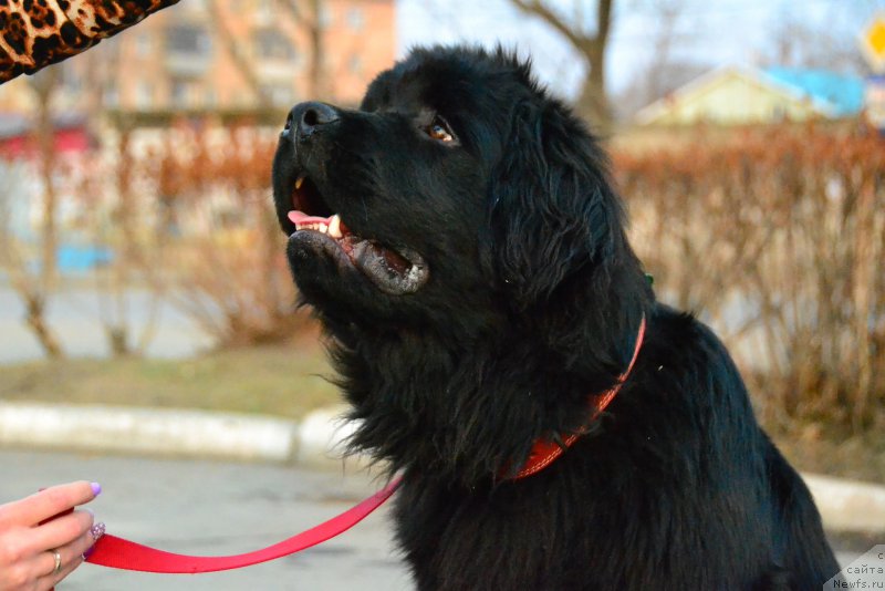 Фото: ньюфаундленд Talisman Morya Korvet (Талисман Моря Корвет)