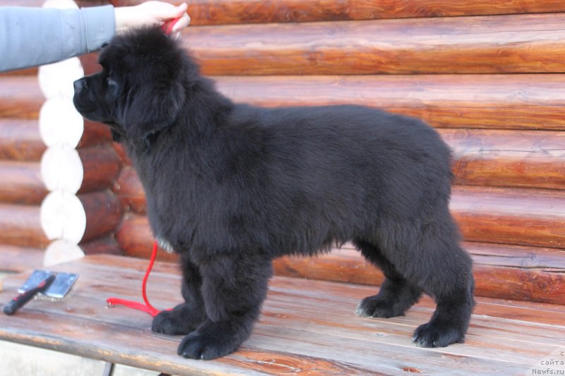 Фото: ньюфаундленд Terra Viktoriya Irtyish (Терра Виктория Иртыш)