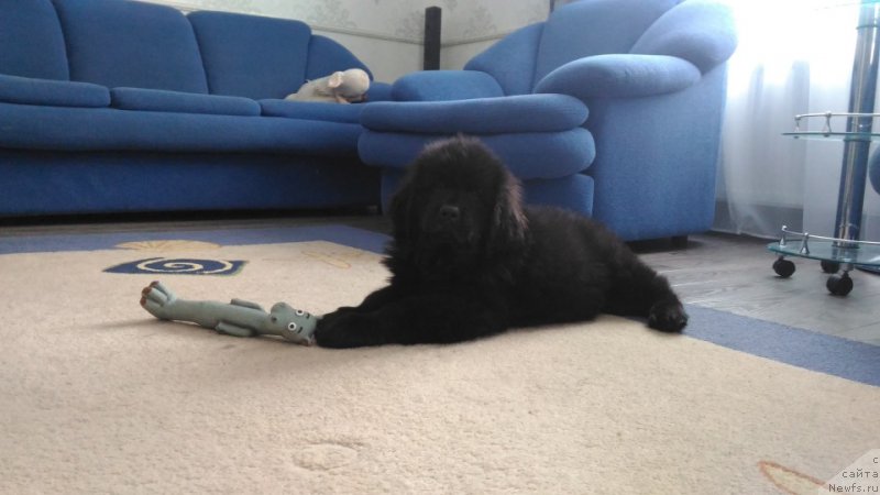 Фото: ньюфаундленд Brownblood MSK Lambert Amir (Браунблад МСК Ламберт Амир)