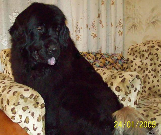 Фото: ньюфаундленд Bembi