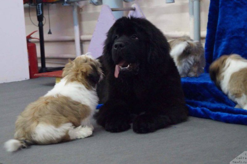 Фотография № 223247