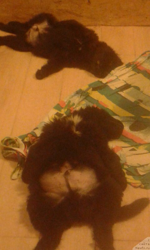 Фотография № 223248