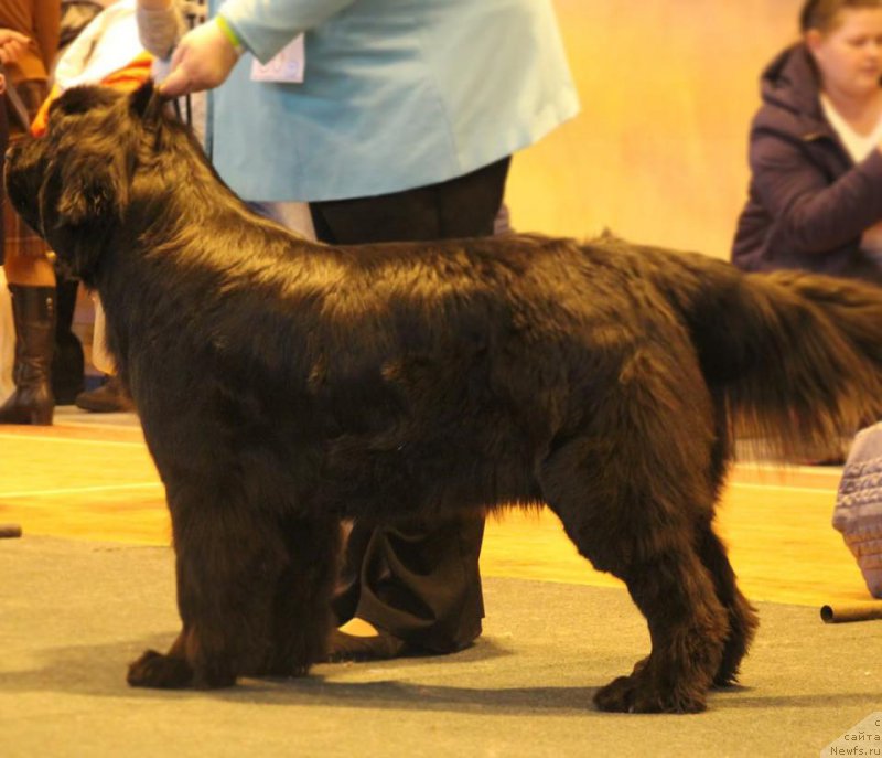 Фото: ньюфаундленд YElegant Ledi (Элегант Леди)