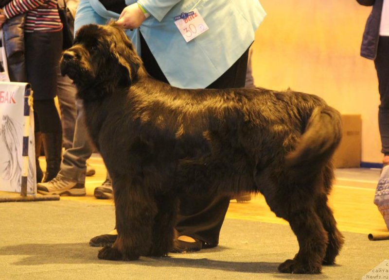 Фото: ньюфаундленд YElegant Ledi (Элегант Леди)