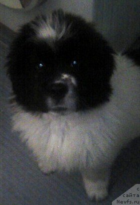 Фотография № 223257