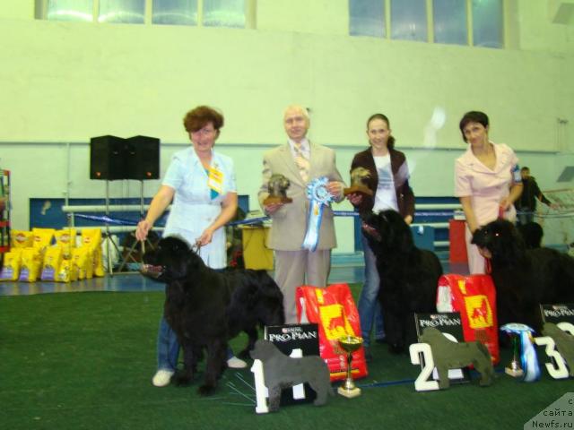 Фото: ньюфаундленд Dynasty Queen iz Medvejyego Yara (Династия Квин из Медвежьего Яра)