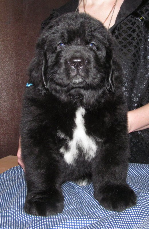 Фото: ньюфаундленд Mag Ispolin Moda Maksi (Маг Исполин Мода Макси)