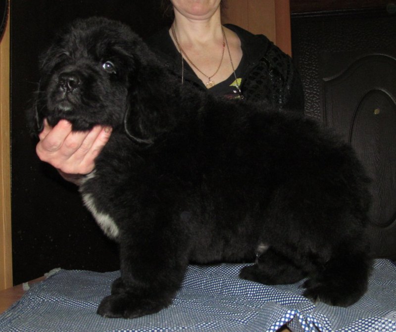 Фото: ньюфаундленд Mag Ispolin Moda Maksi (Маг Исполин Мода Макси)