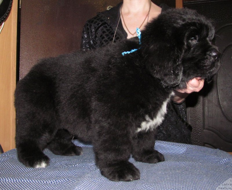 Фото: ньюфаундленд Mag Ispolin Moda Maksi (Маг Исполин Мода Макси)