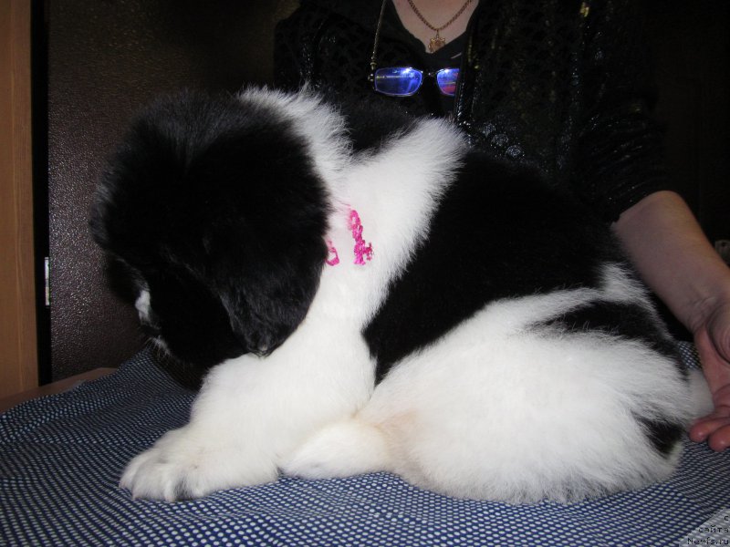 Фото: ньюфаундленд Mag Ispolin Moda Maksi (Маг Исполин Мода Макси)