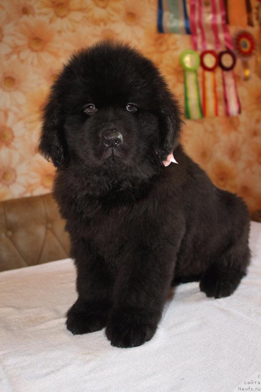 Фото: ньюфаундленд Irada Slavnaya Doch' Matveya (Ирада Славная Дочь Матвея)