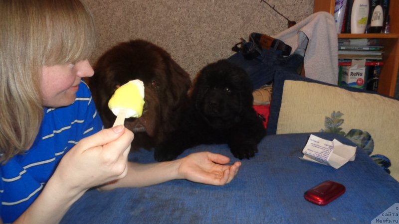 Фото: ньюфаундленд Hohotushka s Berega Dona (Хохотушка с Берега Дона), ньюфаундленд Azaliya Ditya T'myi (Азалия Дитя Тьмы)