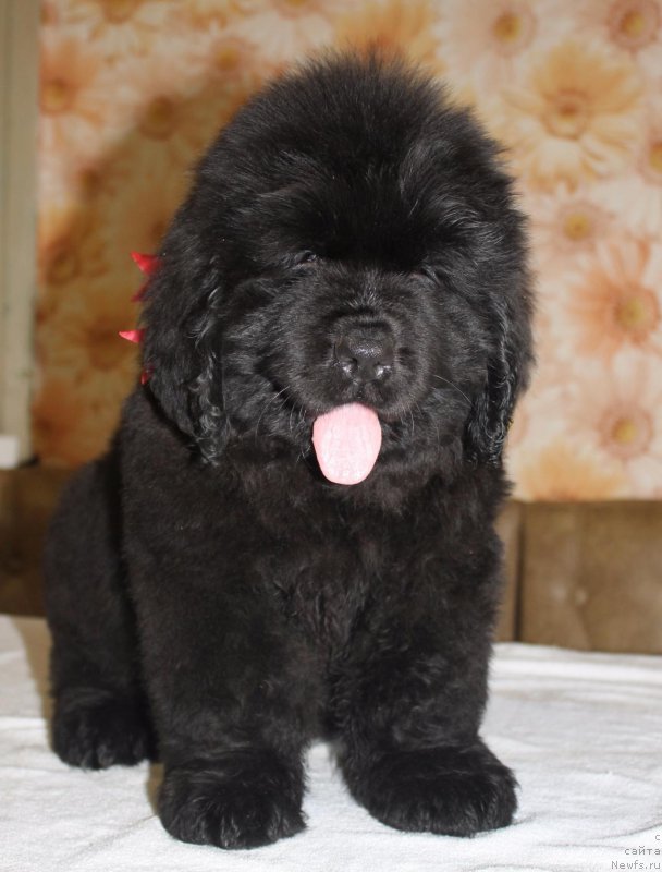 Фото: ньюфаундленд Imidja Bereginya (Имиджа Берегиня)