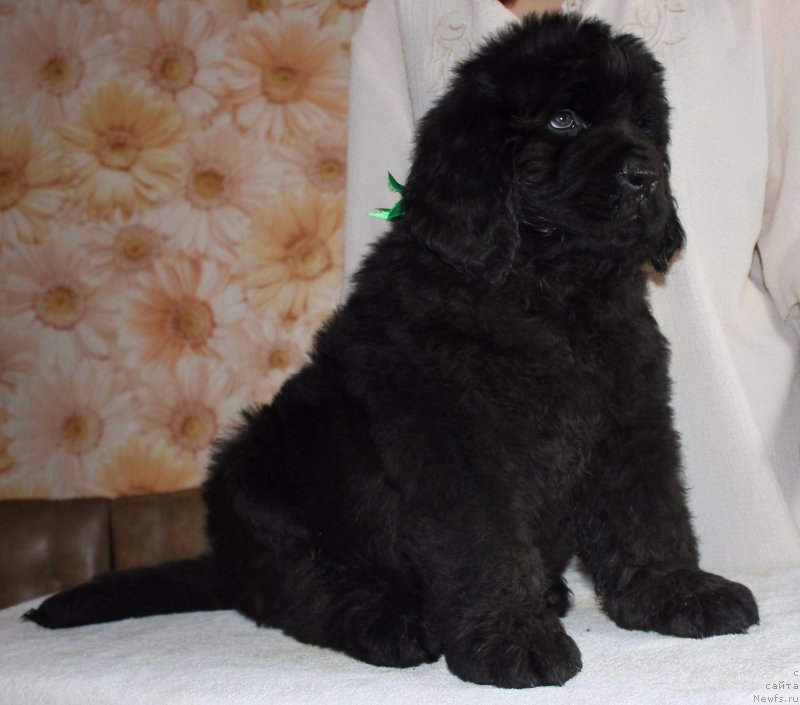 Фото: ньюфаундленд Inter Follou ze Boll (Интер Фоллоу зе Болл)