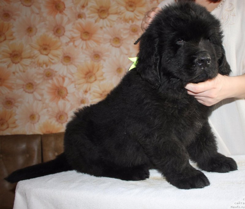 Фото: ньюфаундленд Izbrannik Sud'byi Russkiy Bogatyir' (Избранник Судьбы Русский Богатырь)