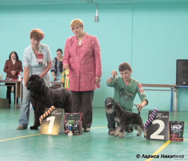 Фото: ньюфаундленд Dynasty Queen iz Medvejyego Yara (Династия Квин из Медвежьего Яра)