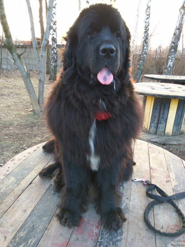 Фото: ньюфаундленд Li San (Ли Сан)