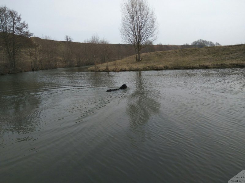 Фото: ньюфаундленд Li San (Ли Сан)