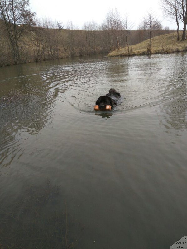 Фото: ньюфаундленд Li San (Ли Сан)