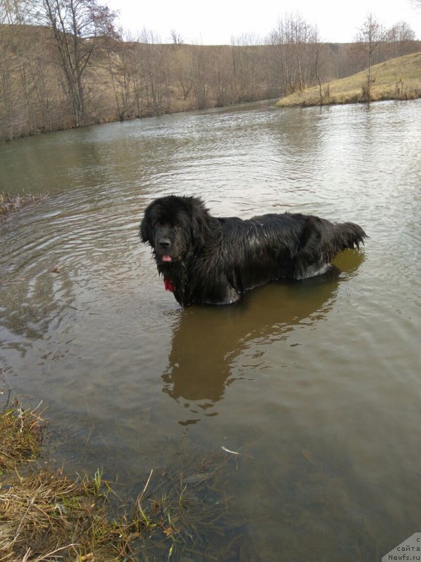 Фото: ньюфаундленд Li San (Ли Сан)