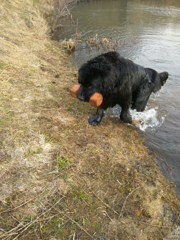 Фото: ньюфаундленд Li San (Ли Сан)