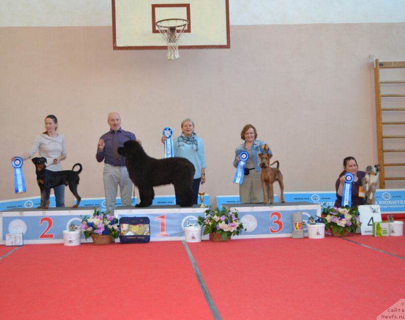 Фото: ньюфаундленд Sent Djons Exclusive (Сент Джонс Эксклюзив)