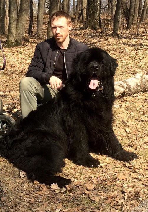 Фото: ньюфаундленд CHarl'z Balu Blek Biar (Чарльз Балу Блек Биар)