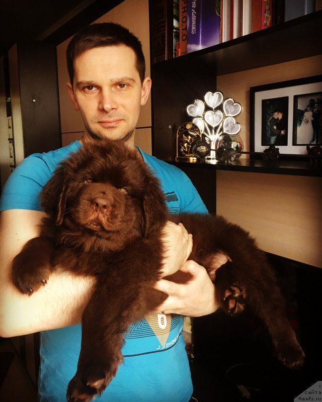 Фото: ньюфаундленд Brownblood MSK Larchie Ardon (Браунблад МСК Ларчи Ардон)