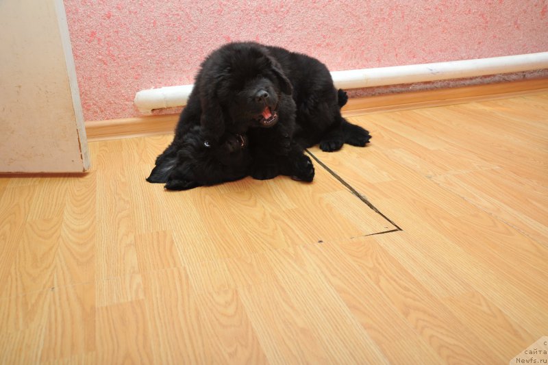 Фото: ньюфаундленд Azaliya Ditya T'myi (Азалия Дитя Тьмы), ньюфаундленд Azaliya Ditya T'myi (Азалия Дитя Тьмы)