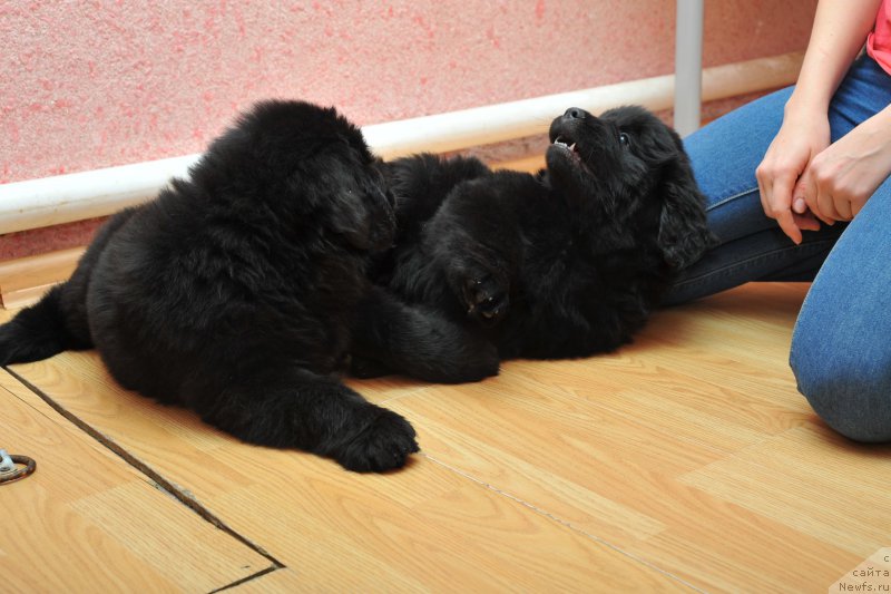 Фото: ньюфаундленд Azaliya Ditya T'myi (Азалия Дитя Тьмы), ньюфаундленд Anariyel' Luchik Udachi (Анариэль Лучик Удачи)