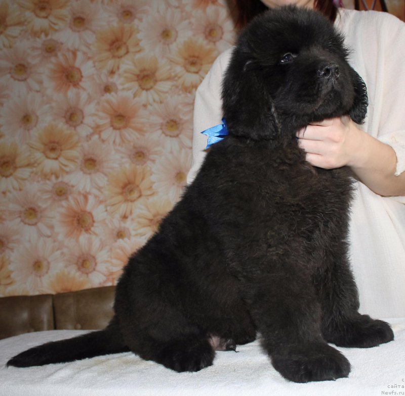 Фото: ньюфаундленд Imedj of Greytnes (Имедж оф Грейтнес)