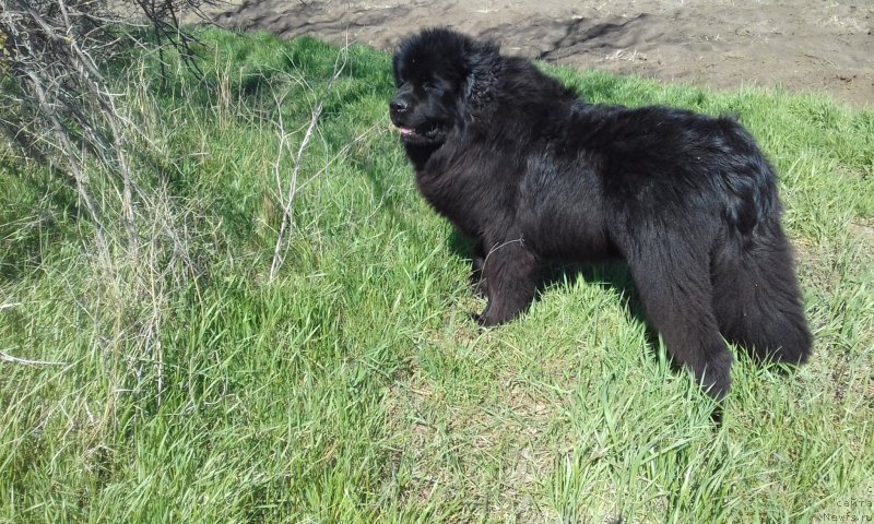 Фотография № 223322