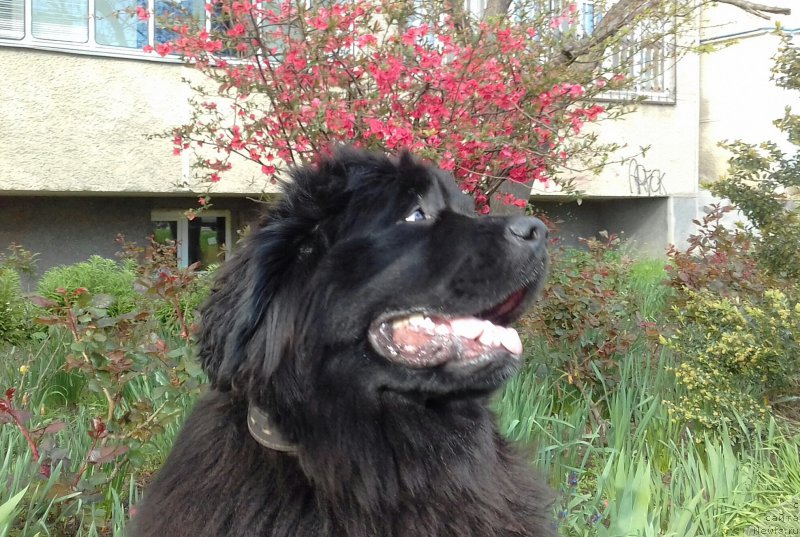 Фотография № 223329