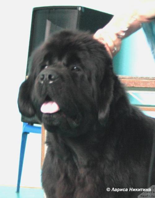 Фото: ньюфаундленд Dynasty Queen iz Medvejyego Yara (Династия Квин из Медвежьего Яра)